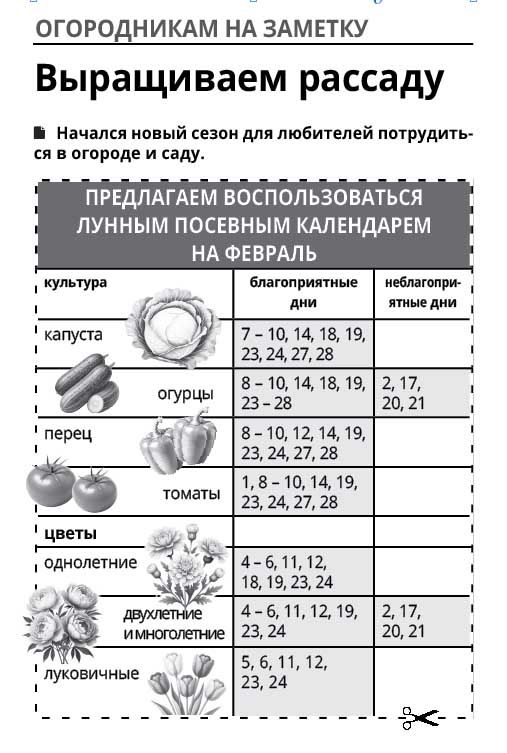 Советы тетюшанки: Рассада получается крепкой и здоровой