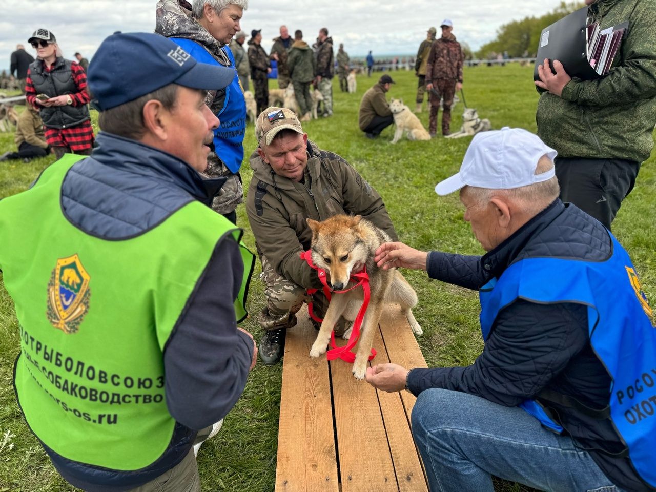 В Тетюшах проходит Всероссийская выставка лаек