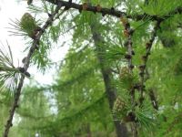 Республикада 2 550 гектар мәйданда урманнар торгызу буенча масштаблы эшләр планлаштырылган