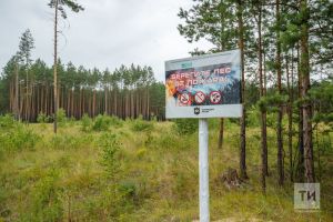 224 возгорания ликвидировано у границ лесного фонда в республике с начала года