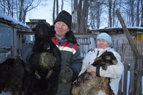 Супруги Шафигуллины из Алабердина держат большое подворье