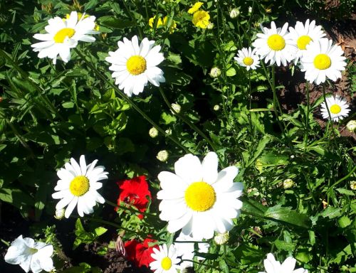 Тәтештә «Барысы да мәхәббәттән башлана» исемле бәйрәм программасы узачак