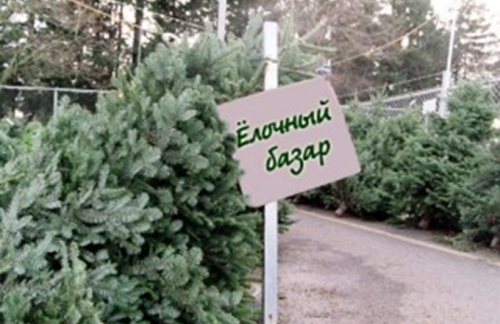 О фитосанитарных требованиях при реализации новогодних елок