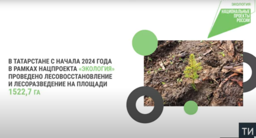 Лесовосстановление в республике выполнено на 100% от плана 2024 года