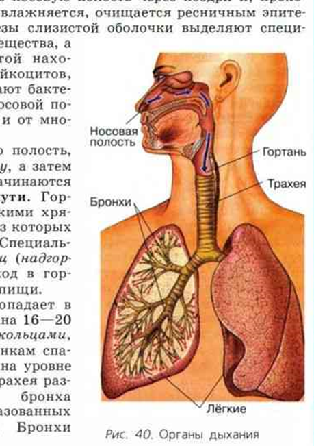 Бронхиальная Астма. Как держать ее под контролем
