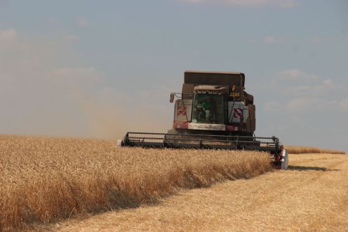 Тетюшские аграрии приступили к уборке урожая зерновых культур