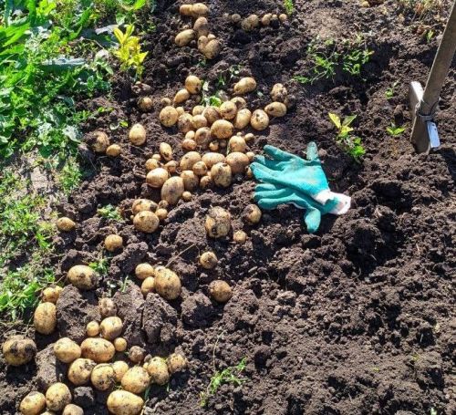 Учащиеся Нармонской школы собрали урожай с пришкольного участка