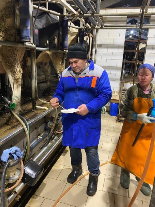 Плановые исследования коров на выявление мастита