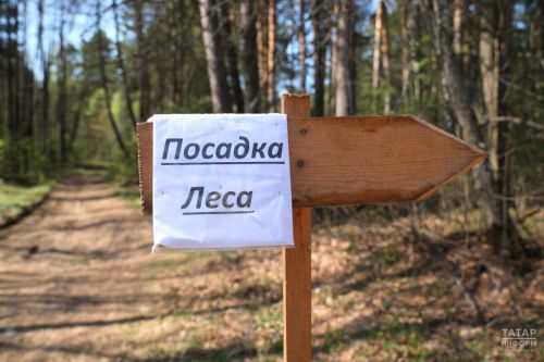 1702 га леса восстановлено в Татарстане в рамках нацпроекта