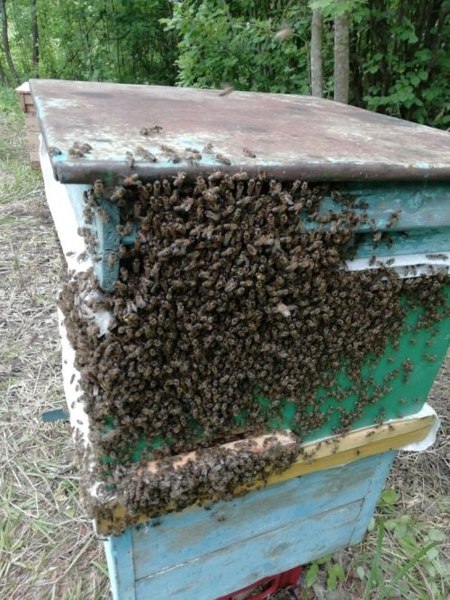 Если сосед поставил улей