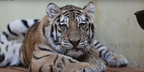 Жители Казани приглашаются назвать новую пару амурских тигров