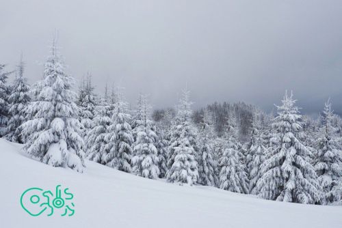 Обновлены границы 73 охотничьих хозяйств Татарстана