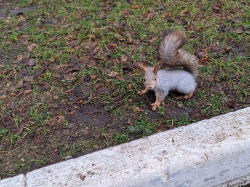 В Татарстане стартовала масштабная зимняя перепись диких животных и птиц