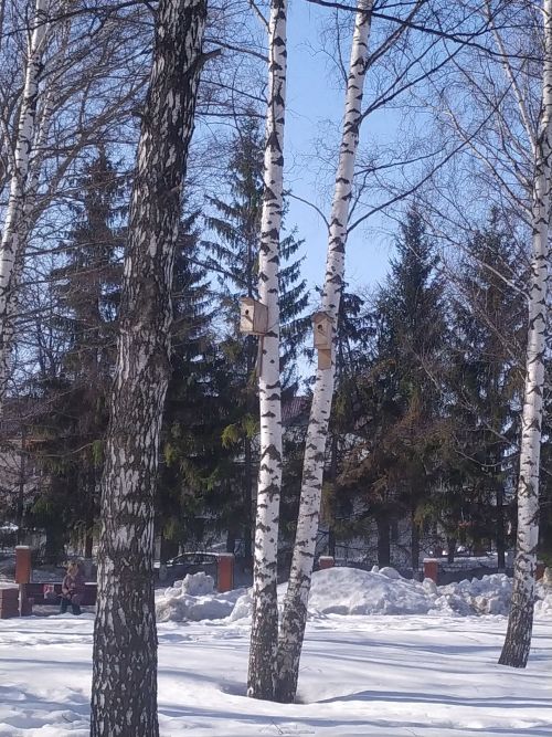 В Тетюшах школьники строят домики для птиц
