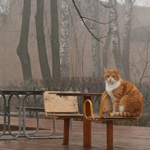 Погода в Тетюшах