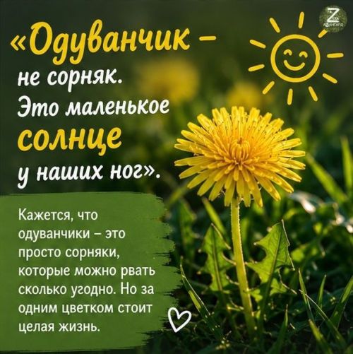 Одуванчики: не просто сорняк, а удивительное растение с долгой историей