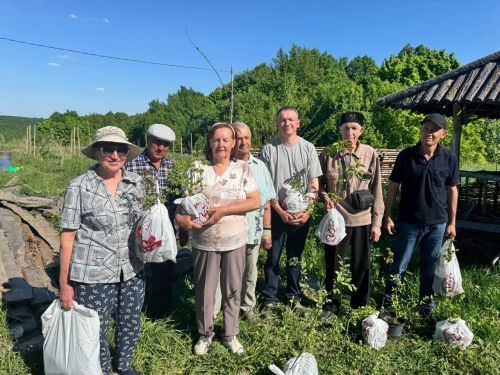 Саженцы увезли в Тетюши, Атряси и Бессоново