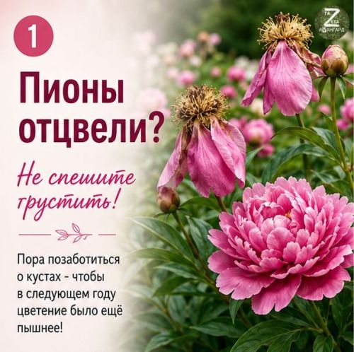 Пионы отцвели? Ничего страшного, не расстраивайтесь!