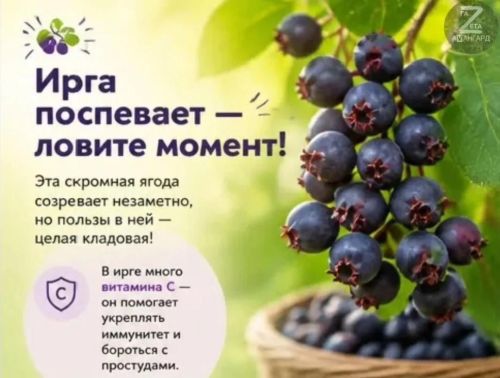 Предлагаем лучшие рецепты по заготовке ирги на зиму