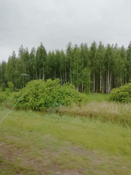 В Татарстане восстановили леса на площади более 1700 гектаров