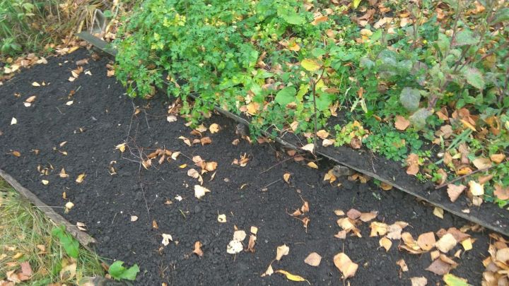 Планирование овощных грядок на огороде к следующему сезону