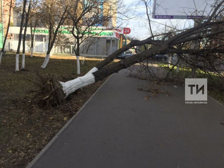 Разгул стихии в Татарстане: штормовым ветром повредило 13 машин и повалило 29 деревьев