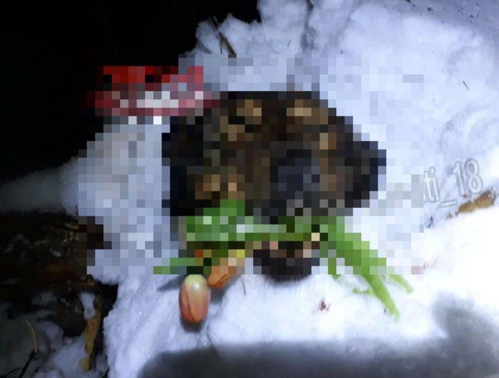 Прокуратура РТ проводит проверку по факту фото с отрубленной головой собаки и цветами