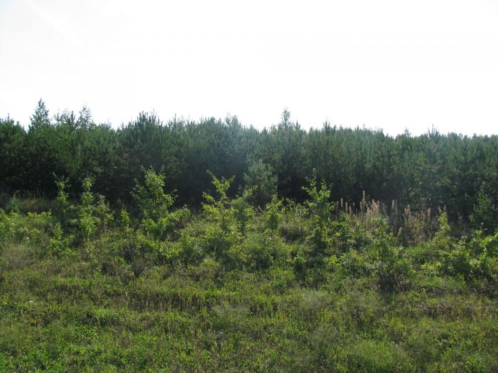 В Татарстане восстановили более половины вырубленного леса