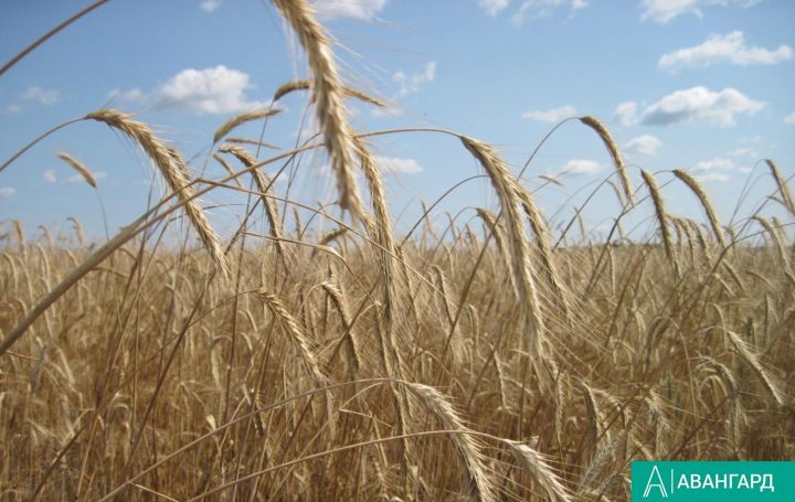 В республике зерновые культуры убраны на площади более 1 млн га, что составляет 75% их посевов