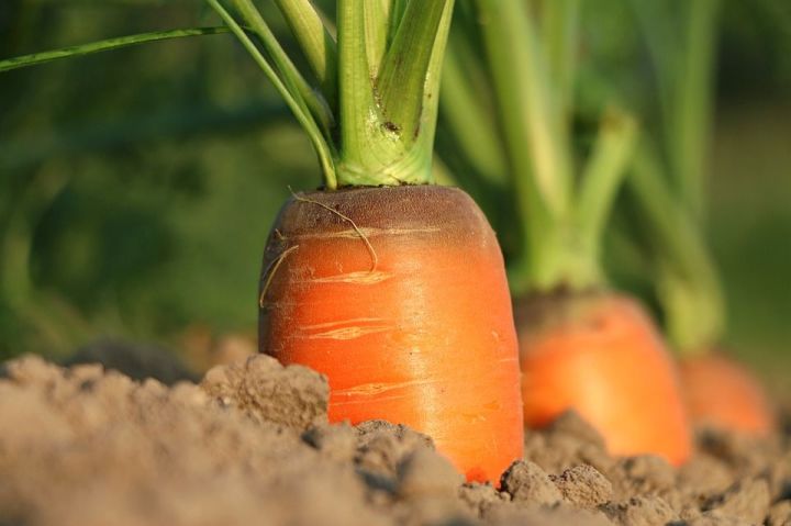 Как правильно посадить моркови под зиму и для чего это нужно