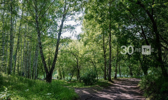 В Татарстане вдоль трассы М12  посадят уникальные, не подверженные гниению осины