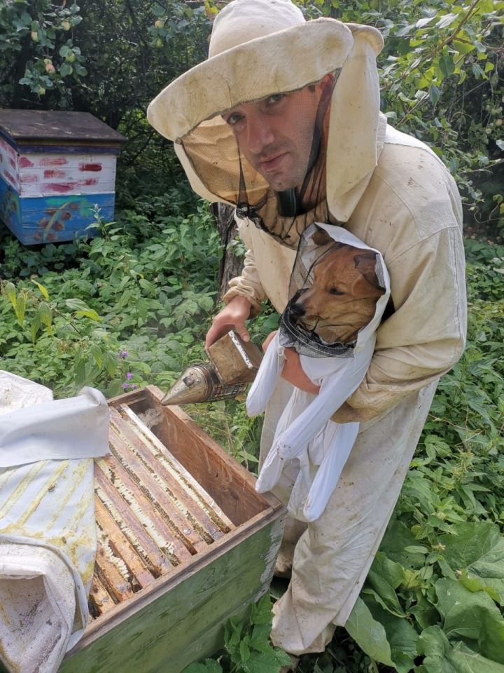 На пасеках Тетюшского района участились случаи слета пчелиных семей