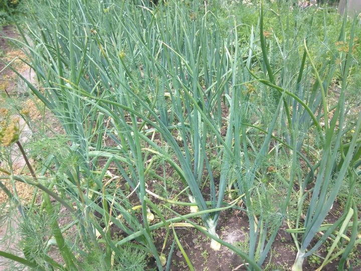 Чем подкормить лук в июне для ускоренного роста и крупных луковиц