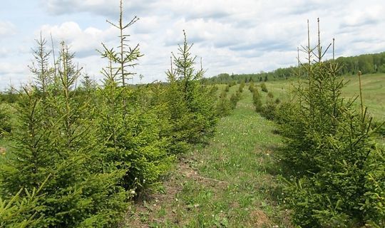 В Татарстане по национальному проекту «Экология» восстановили леса
