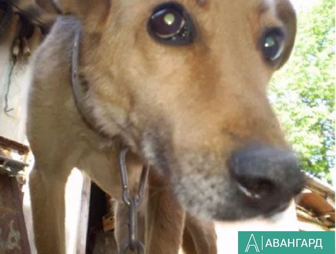 Сегодня на улицах Тетюш часто можно встретить собак с желтыми бирками на ушах