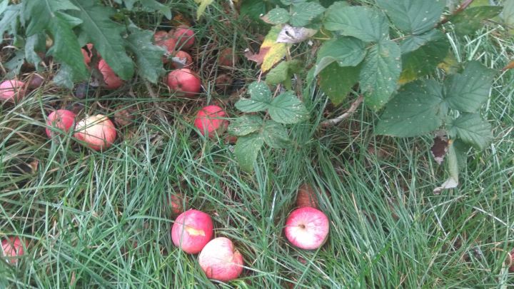 Народные приметы на счастье и достаток 19 августа: Яблочный Спас