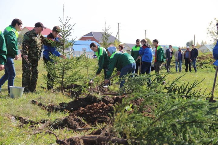 В Республике Татарстан планируют посадить более 1 млн штук саженцев
