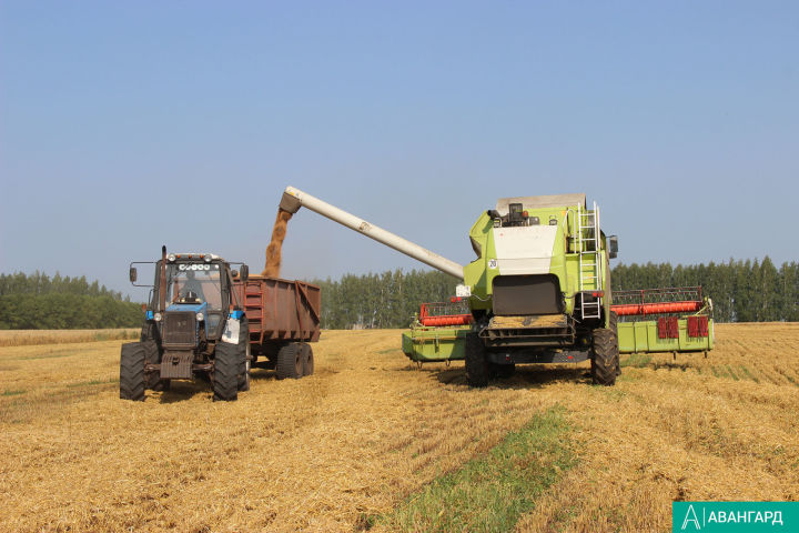 Татарстанскими аграриями собрано более 2,3 млн тонн зерна