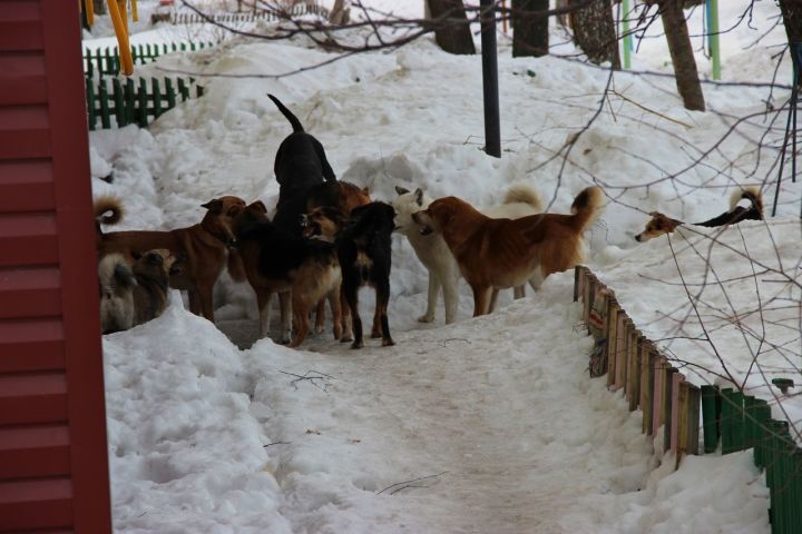 Хозяевам собак могут выписать штраф