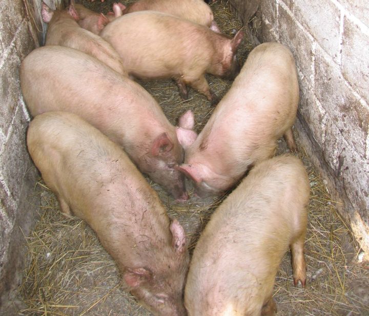 Зарегистрирована чума свиней