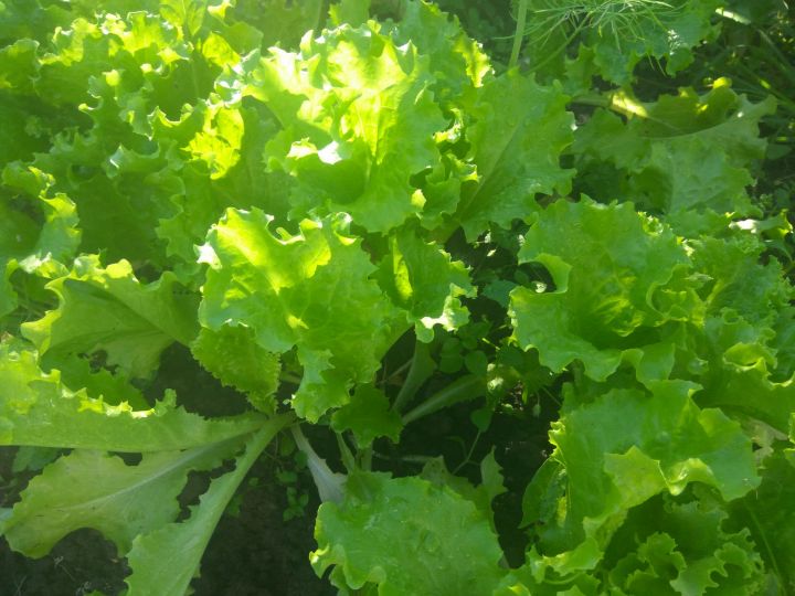 Советы агронома: как весной получить ранний урожай редиса и зелени