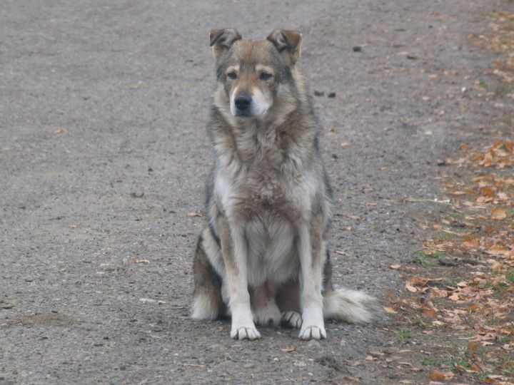 В Тетюшском районе 24 апреля проведут отлов безнадзорных животных (собак)