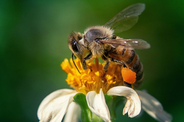 В Татарстане принимаются меры для избежания массовой гибели пчел