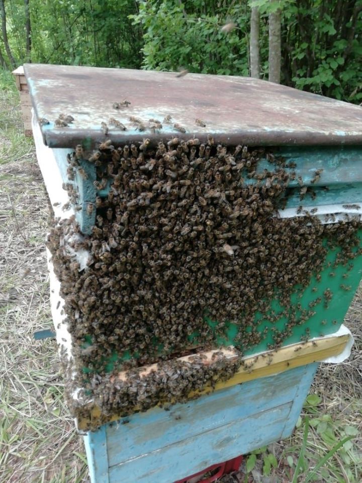 Татарстанец выиграл в суде процесс по поводу гибели пчел после обработки полей