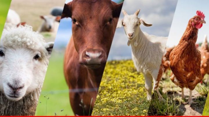Минсельхозпрод РТ объявляет конкурсный отбор на предоставление грантов начинающим сельскохозяйственных потребительских кооперативов