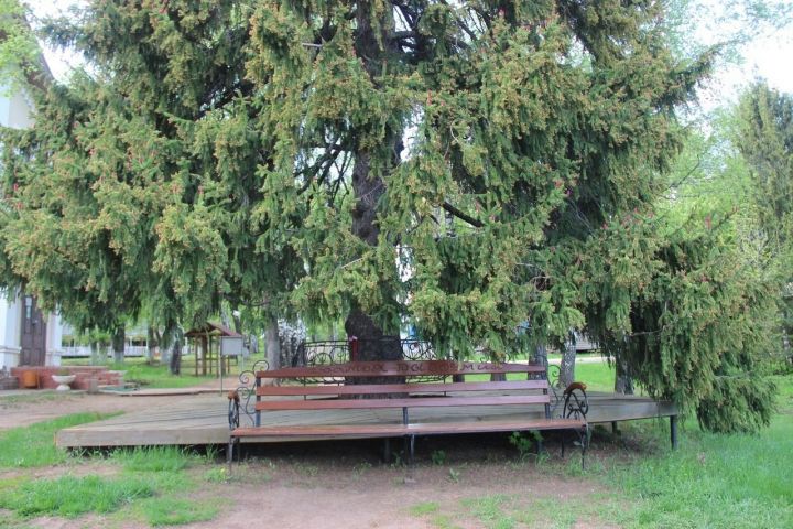 Деревом года может стать 136-летняя ель, растущая в Долгой Поляне