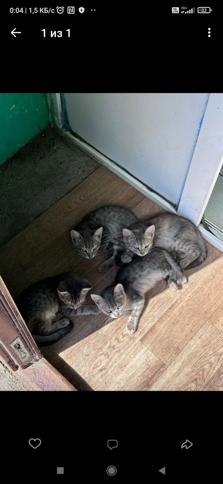 Соцсети: В один из подъездов многоквартирного дома Тетюш были подброшены котята