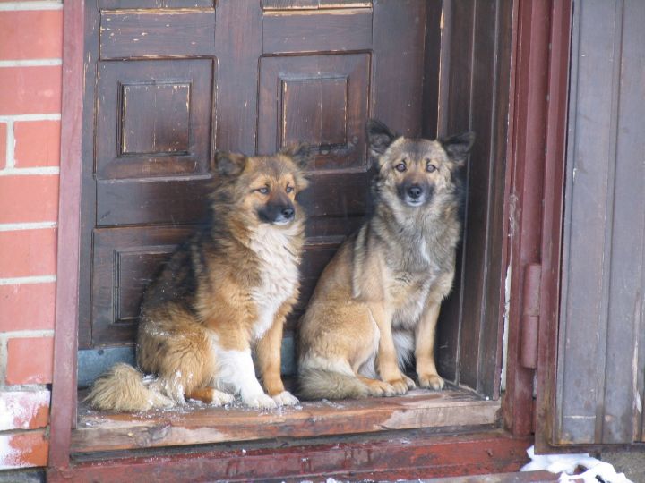 Тетюшан предупредили об отлове безнадзорных собак с 8 июня