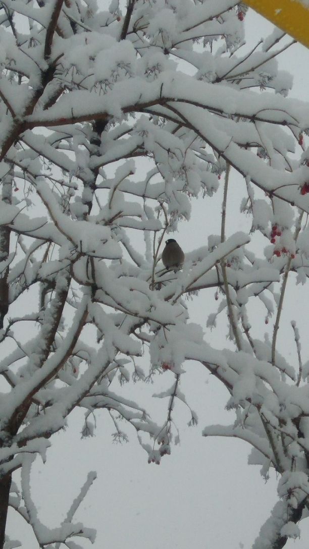 Республикада көчле бозлавык, кар һәм буран көтелә