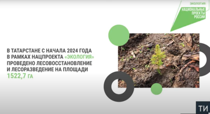 Лесовосстановление в республике выполнено на 100% от плана 2024 года